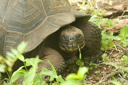 giant Galapagos tortoise