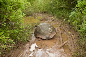 tortoise happily wallowing in the muddy trail