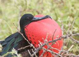 male great frigatebird showing off his inflated gula