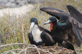 male frigatebird delivering nesting material to the female
