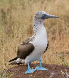 blue-footed booby