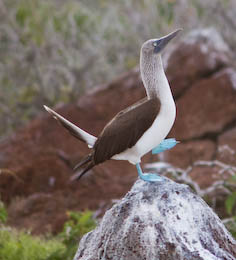 blue-footed booby dancing