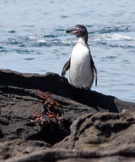 Galapagos penguin and Sally Lightfoot crabs
