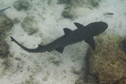 white tip reef shark