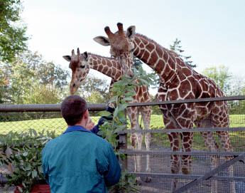Feeding the giraffes