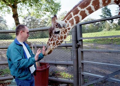 Giraffe checking out Tom